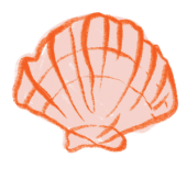 Shells-Scallop1