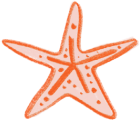 Shells-SeaStar